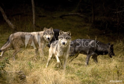 Picture of Curious Wolves in field